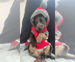 Catahoula Leopard Dog-Unknown Mix Dogs for adoption in Rockaway, NJ, USA