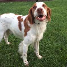Brittany Dogs for adoption in Potomac, MD, USA