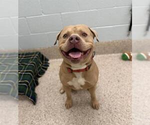 Mutt Dogs for adoption in Brighton, CO, USA