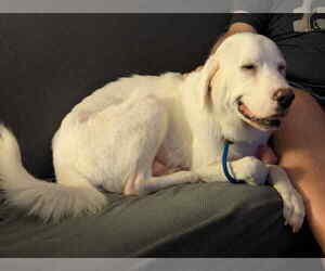 Great Pyrenees-Unknown Mix Dogs for adoption in Mechanicsburg, PA, USA