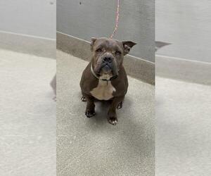 French Bulldog-Unknown Mix Dogs for adoption in Las Vegas, NV, USA