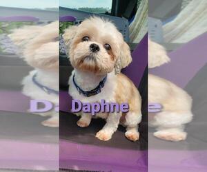 Shih Tzu Dogs for adoption in Seaford, DE, USA