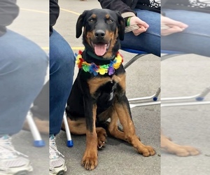 Rotterman Dogs for adoption in Clarkston, MI, USA