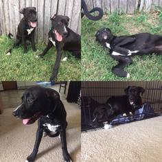 Labrador Retriever Dogs for adoption in Lawton, OK, USA