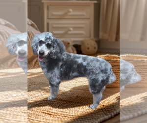 Poodle (Miniature) Dogs for adoption in Seaford, DE, USA