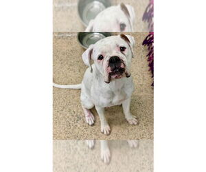 Medium Photo #2 Boxer Puppy For Sale in Austin, TX, USA