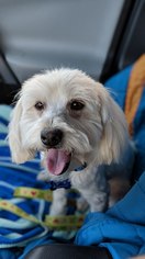 Maltese Dogs for adoption in Rancho Santa Margarita, CA, USA