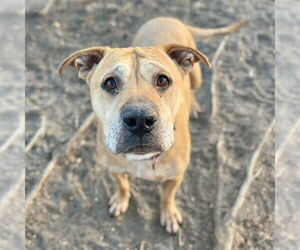 Chinese Shar-Pei-Unknown Mix Dogs for adoption in Aurora, CO, USA