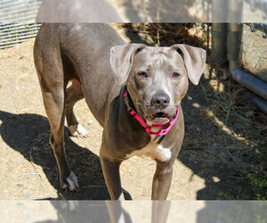Mutt Dogs for adoption in Martinez, CA, USA