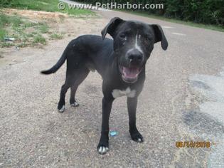 Medium Photo #1 Labrador Retriever-Unknown Mix Puppy For Sale in Conroe, TX, USA