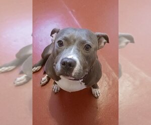 American Staffordshire Terrier Dogs for adoption in Oceanside, NY, USA