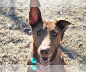 Labrador Retriever Dogs for adoption in Newton, KS, USA
