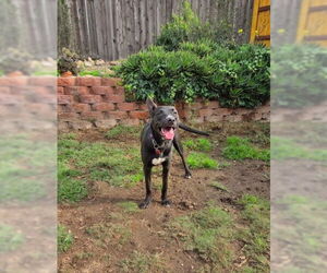 Labrador Retriever-Unknown Mix Dogs for adoption in San Diego, CA, USA