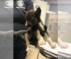 Siberian Husky-Unknown Mix Dogs for adoption in Stockton, CA, USA