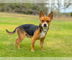 Medium Photo #1 Chihuahua-Unknown Mix Puppy For Sale in PIPE CREEK, TX, USA