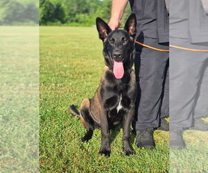 Mutt Dogs for adoption in Imlay City, MI, USA