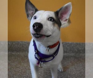 Siberian Husky Dogs for adoption in Aurora, CO, USA