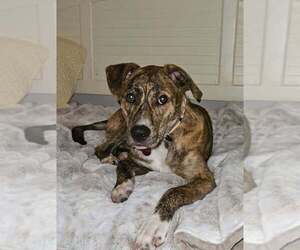 Unknown-Whippet Mix Dogs for adoption in Boston, MA, USA