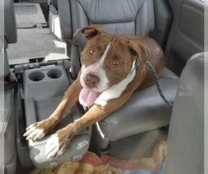 Bullypit Dogs for adoption in Sanford, FL, USA