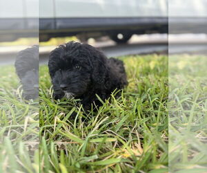 Miniature Bernedoodle Dogs for adoption in Valrico, FL, USA