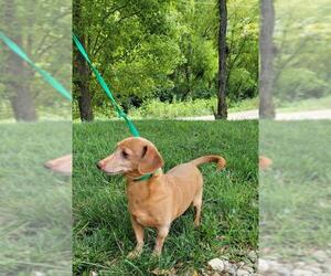 Dachshund Dogs for adoption in Clarksville, MO, USA