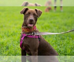 Labmaraner Dogs for adoption in Lawrenceville, NJ, USA