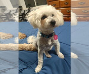 Malchi Dogs for adoption in St. Louis Park, MN, USA