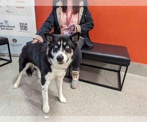 Siberian Husky Dogs for adoption in Louisville, KY, USA