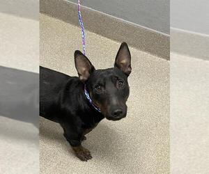 Bull Terrier-Unknown Mix Dogs for adoption in Las Vegas, NV, USA