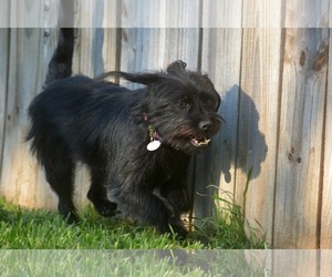 Schweenie Dogs for adoption in Abilene, TX, USA