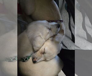 Labrador Retriever-Unknown Mix Dogs for adoption in NYC, NY, USA