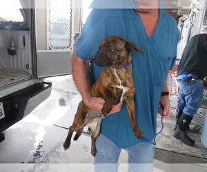 Chihuahua-Unknown Mix Dogs for adoption in Oroville, CA, USA