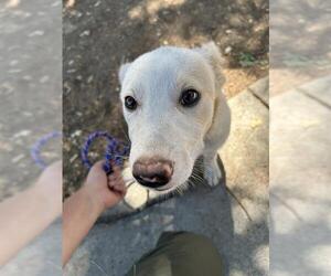 Border Collie-Unknown Mix Dogs for adoption in Placerville, CA, USA