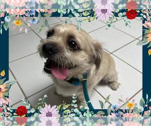 Bichon Frise Dogs for adoption in Ojai, CA, USA