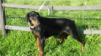 Doberman Pinscher Dogs for adoption in Vacaville, CA, USA