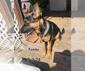 German Shepherd Dog Dogs for adoption in San Antonio, TX, USA