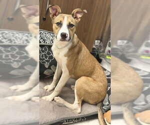 Staffordshire Bull Terrier-Unknown Mix Dogs for adoption in Conroe, TX, USA