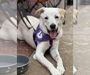 Great Pyrenees-Unknown Mix Dogs for adoption in Fort Worth, TX, USA
