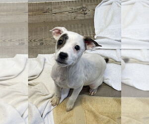 Labrador Retriever-Unknown Mix Dogs for adoption in Bolivar, MO, USA