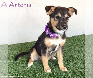 Australian Shepherd-Unknown Mix Dogs for adoption in San Diego, CA, USA