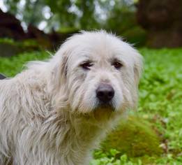 Great Pyrenees-Irish Wolfhound Mix Dogs for adoption in Penngrove, CA, USA
