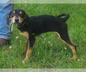 Catahoula Leopard Dog-Labrador Retriever Mix Dogs for adoption in Wetumpka, AL, USA