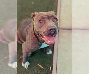 American Pit Bull Terrier Dogs for adoption in Sacramento, CA, USA