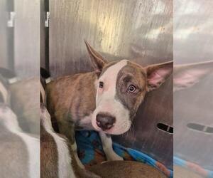 Bull Terrier-Unknown Mix Dogs for adoption in San Antonio, TX, USA