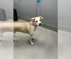 Chinese Shar-Pei-Labrador Retriever Mix Dogs for adoption in Las Vegas, NV, USA