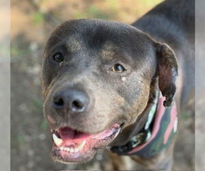 American Pit Bull Terrier-Unknown Mix Dogs for adoption in Tulsa, OK, USA