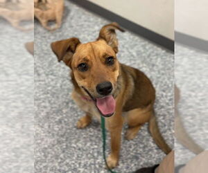 Mutt Dogs for adoption in Bemidji, MN, USA