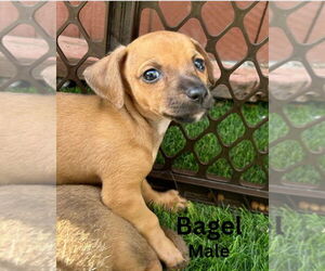 Cairn Terrier-Dachshund Mix Dogs for adoption in San Diego , CA, USA