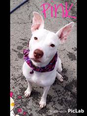 Bull Terrier Dogs for adoption in Mission, KS, USA