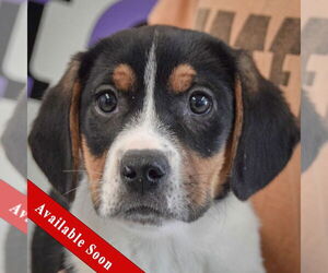 Bagle Hound Dogs for adoption in Huntley, IL, USA